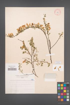 Cytisus ratisbonensis [KOR 5139]