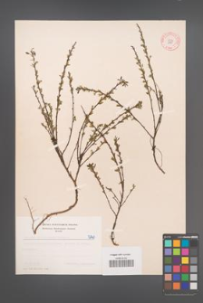 Cytisus ratisbonensis [KOR 5141]