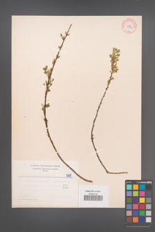 Cytisus ratisbonensis [KOR 5138]