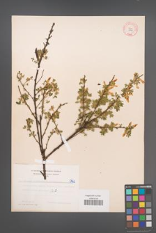 Cytisus ratisbonensis [KOR 5142]