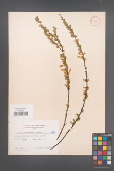 Cytisus ratisbonensis [KOR 5060]