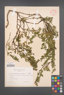 Cytisus ratisbonensis [KOR 4841]