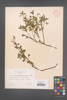 Cytisus ratisbonensis [KOR 4669]