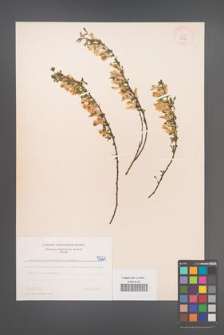 Cytisus ratisbonensis [KOR 5221]