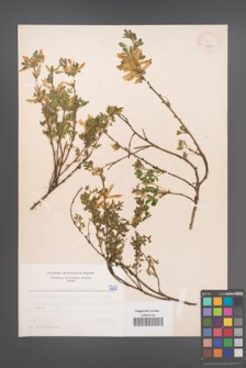 Cytisus ratisbonensis [KOR 5231]