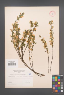 Cytisus ratisbonensis [KOR 5194]