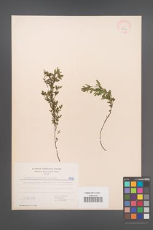 Cytisus ratisbonensis [KOR 5473]