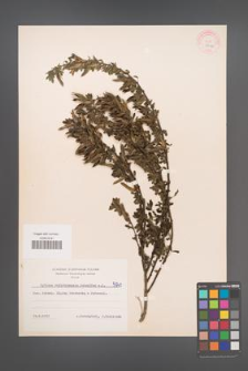 Cytisus ratisbonensis [KOR 5940]