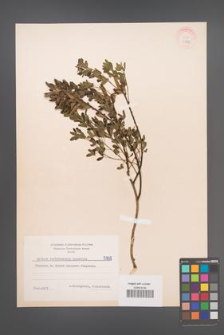 Cytisus ratisbonensis [KOR 5939]