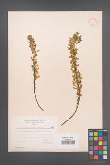 Cytisus ratisbonensis [KOR 5461]