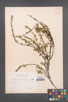 Cytisus ratisbonensis [KOR 5458]