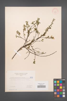 Cytisus ratisbonensis [KOR 5457]