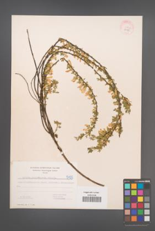 Cytisus ratisbonensis [KOR 5455]