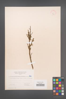 Cytisus ratisbonensis [KOR 5467]