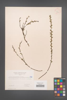 Cytisus ratisbonensis [KOR 5466]