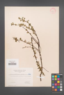 Cytisus ratisbonensis [KOR 5470]