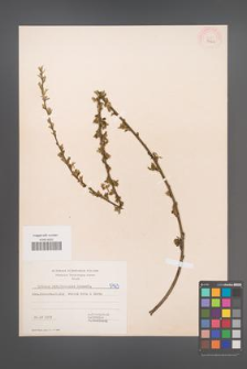 Cytisus ratisbonensis [KOR 5463]