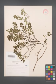Cytisus ratisbonensis [KOR 5328]