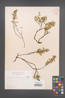 Cytisus ratisbonensis [KOR 5234]
