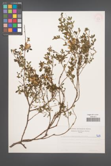 Cytisus ratisbonensis [KOR 5216]