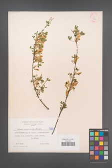 Cytisus ratisbonensis [KOR 5200]
