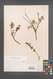 Cytisus ratisbonensis [KOR 5232]