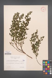 Cytisus ratisbonensis [KOR 5323]