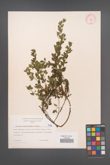 Cytisus ratisbonensis [KOR 5326]