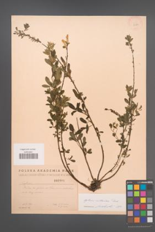 Cytisus ruthenicus [KOR 2580]