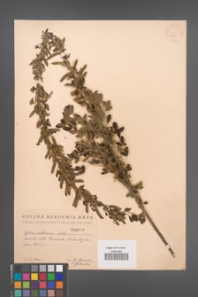 Cytisus ruthenicus [KOR 2521]