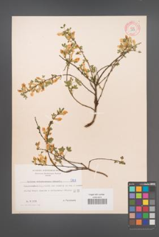 Cytisus ratisbonensis [KOR 5131]