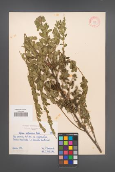 Cytisus ruthenicus [KOR 4898]