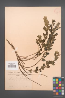 Cytisus ruthenicus [KOR 1850]