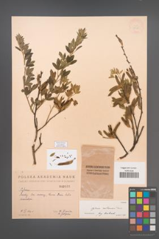 Cytisus ruthenicus [KOR 2565]