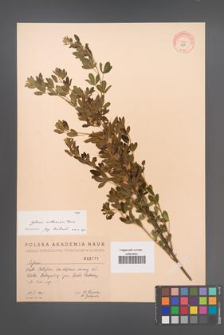 Cytisus ruthenicus [KOR 2571]