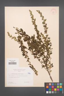 Cytisus ruthenicus [KOR 4732]