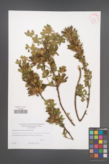 Cytisus ruthenicus [KOR 42242]