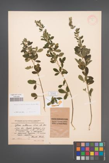 Cytisus ruthenicus [KOR 54627]