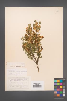 Chamaecytisus ruthenicus [KOR 13531]