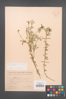 Chamaecytisus tommasinii [KOR 13546]