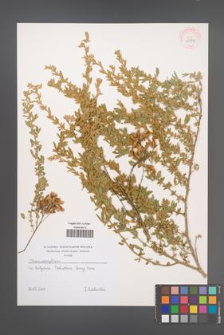 Chamaecytisus [KOR 43931]