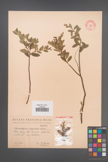 Chamaedaphne calyculata [KOR 2476]