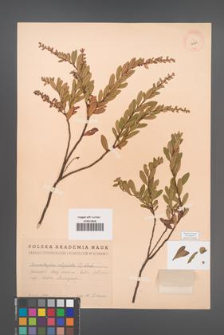 Chamaedaphne calyculata [KOR 12729]