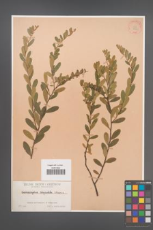Chamaedaphne calyculata [KOR 826]