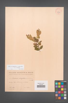 Chamaedaphne calyculata [KOR 37820]