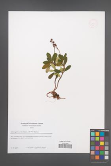 Chimaphila umbellata [KOR 51351]