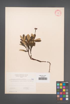 Chimaphila umbellata [KOR 5477]