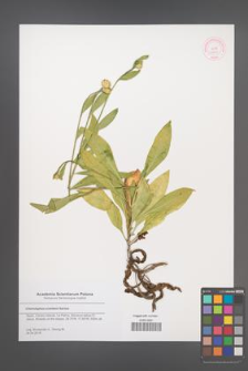 Cheirolophus sventenii [KOR 52809]