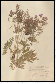 Geranium pratense L.