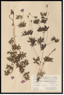 Geranium sanguineum L.